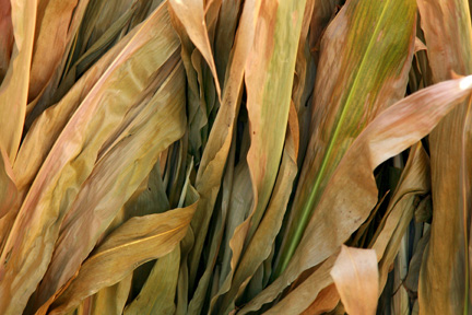CornTwo