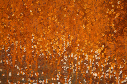 RustinBloom_4